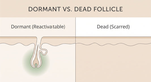 Dormant vs. Dead Hair Follicles: Can You Bring Them Back?